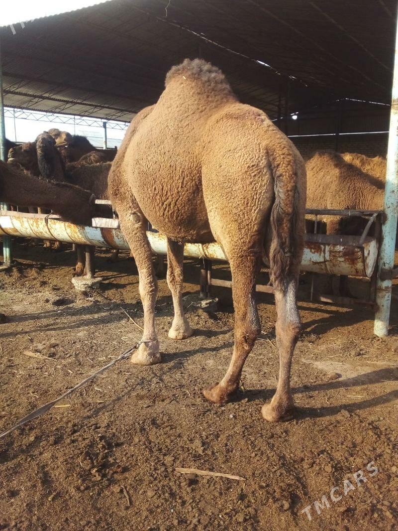 duýe - Мары - img 1