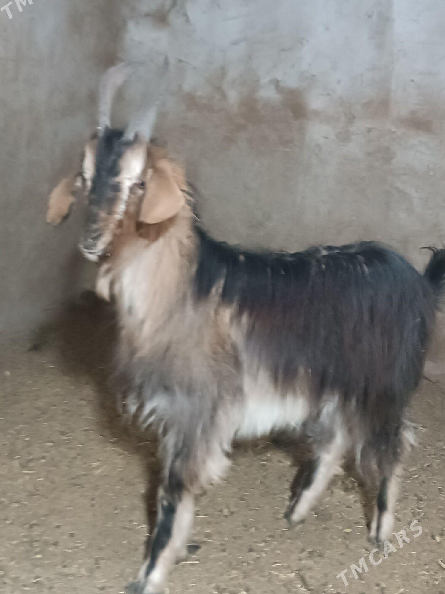 Geci bicilen - Mary - img 1