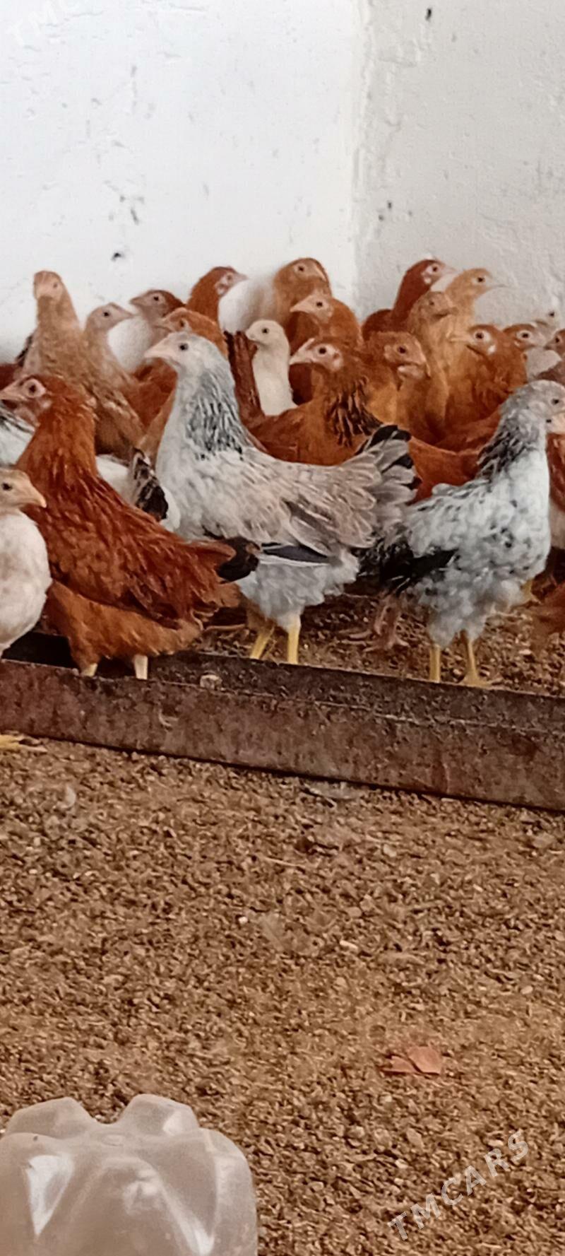 jüje - Bäherden - img 1