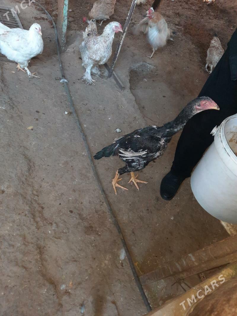 хораз - Хитровка - img 1