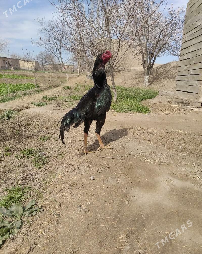 baysow juje - Фарап - img 1