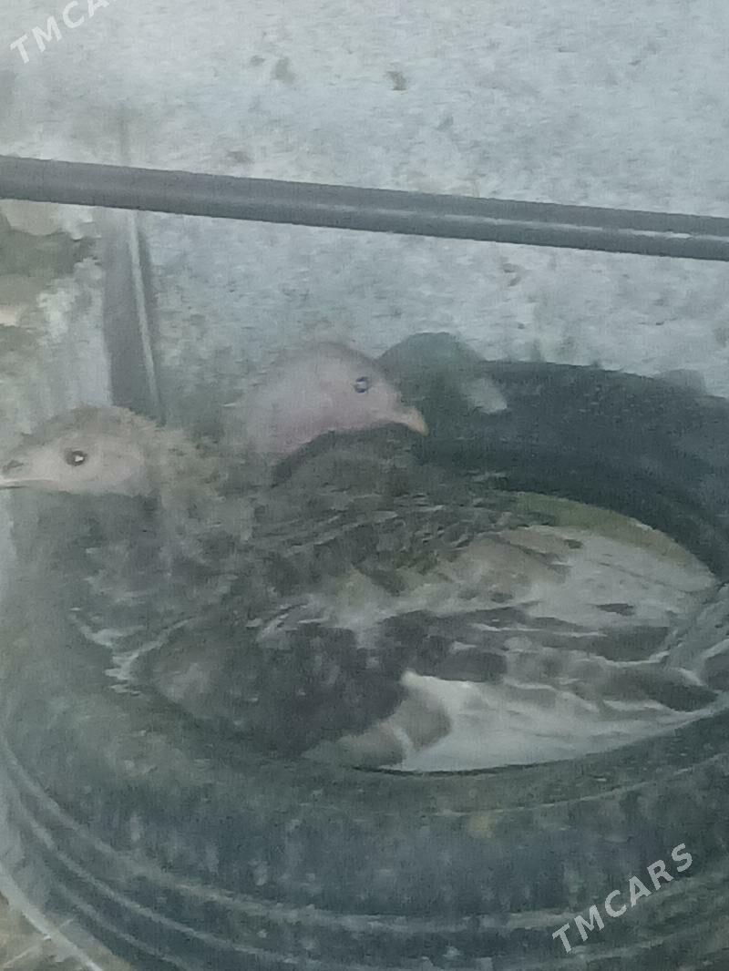 induk - Baýramaly - img 1