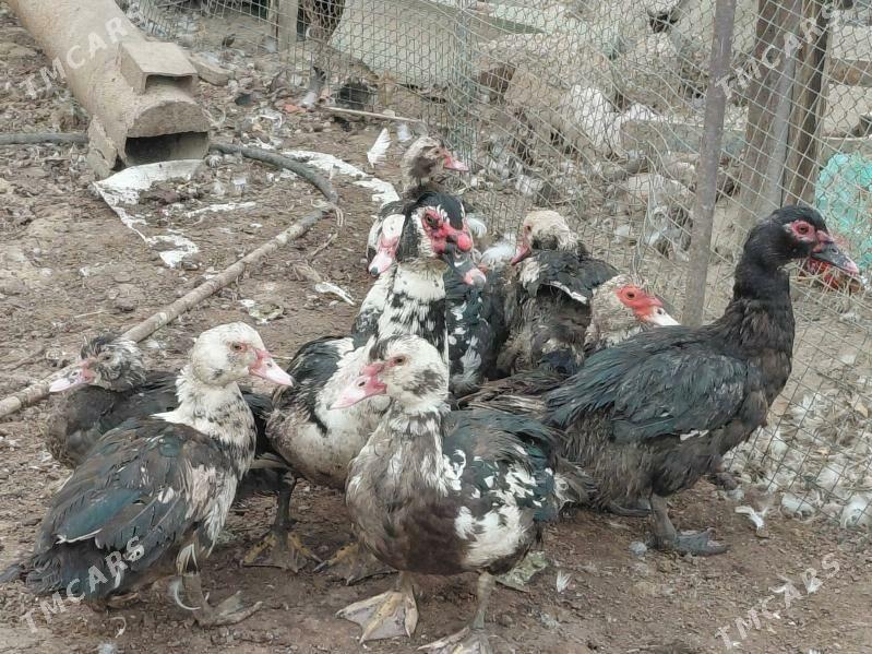 Ordek - Бузмеин - img 1