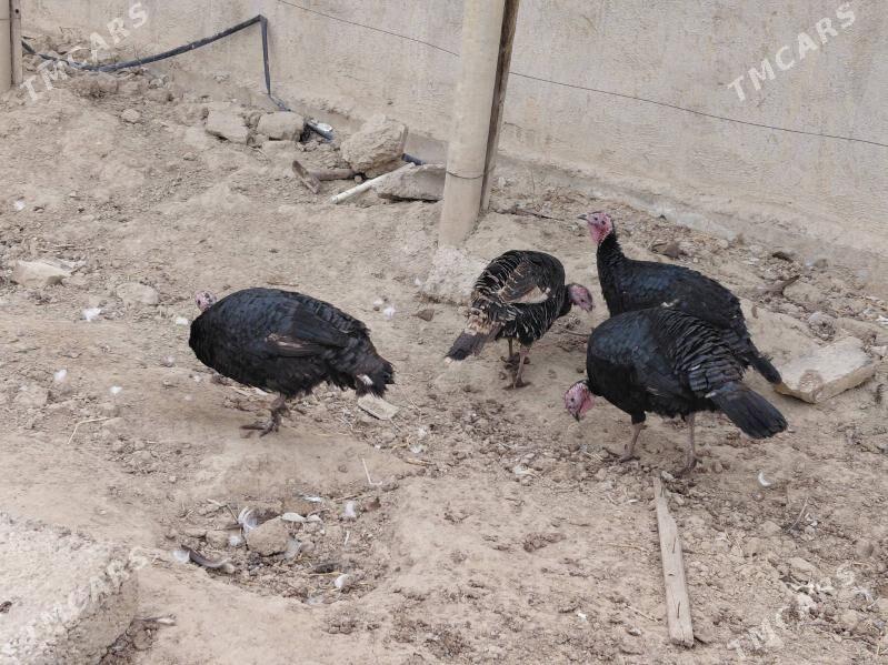 INduk - Бузмеин - img 1