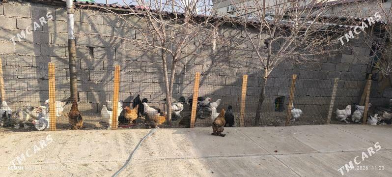 BALGAR YUMURTGA HORAZLARY KAN - Bagyr - img 1