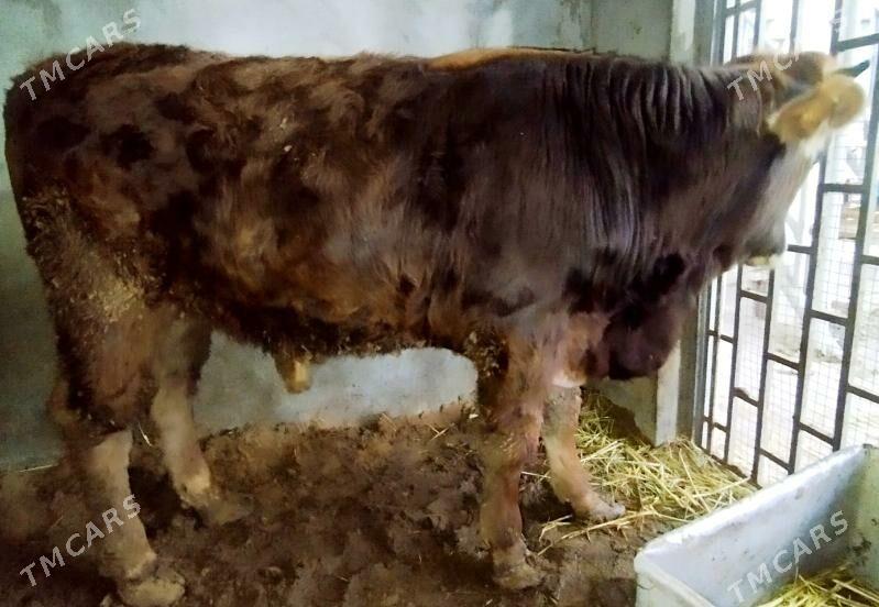 Öküz - Ашхабад - img 1