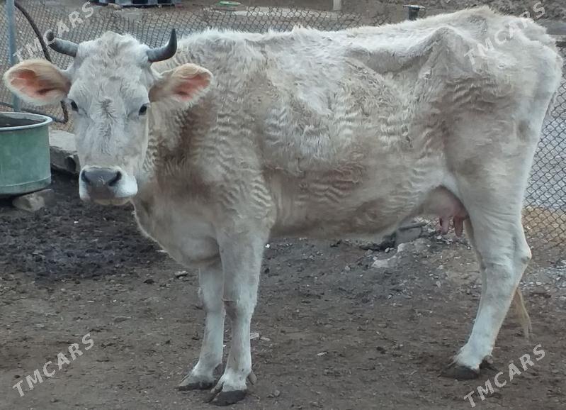 sygyr - Гызыларбат - img 1