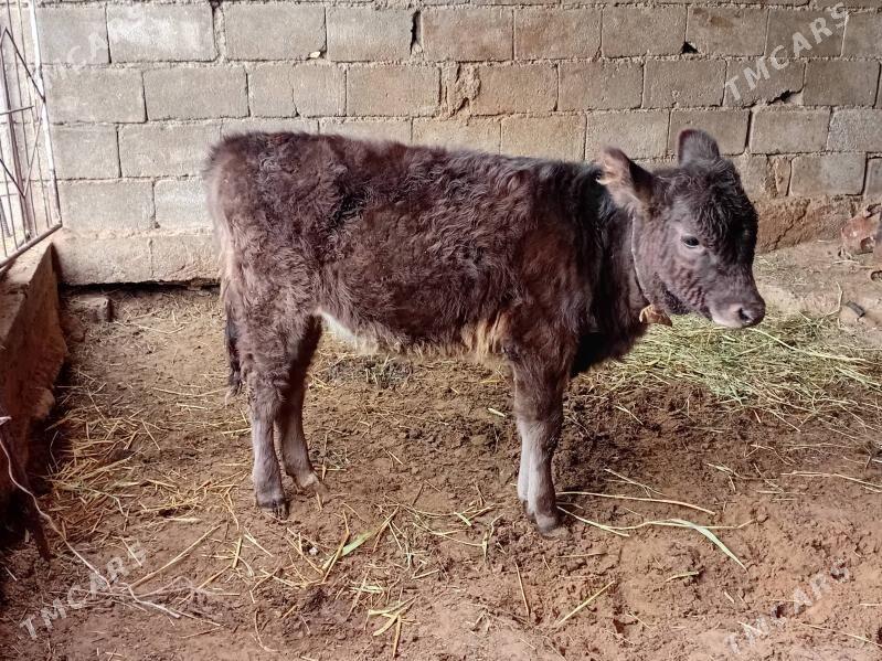 gole tuwe - Gökdepe - img 1