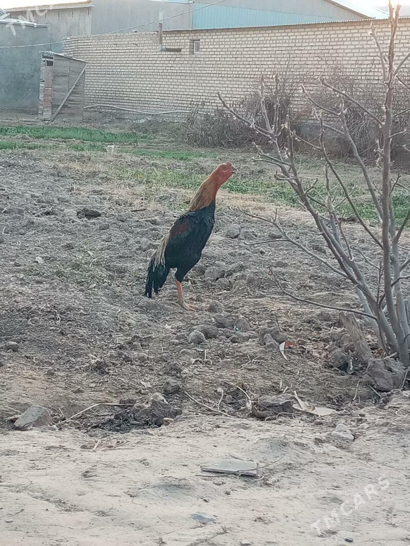 Baysy Horaz - Мургап - img 1