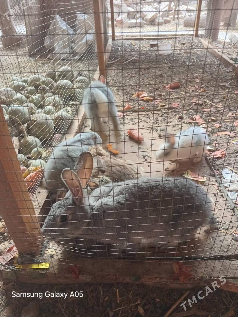 tovsan - Türkmenabat - img 1