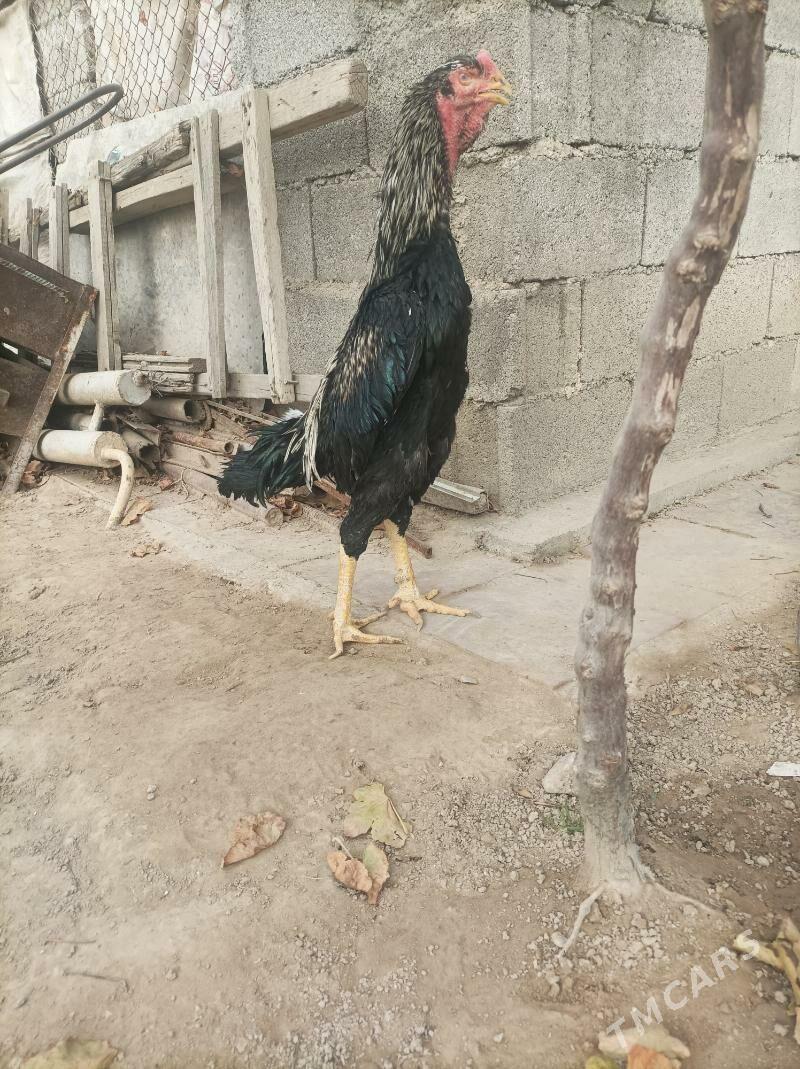 Tasken horaz - Ашхабад - img 1