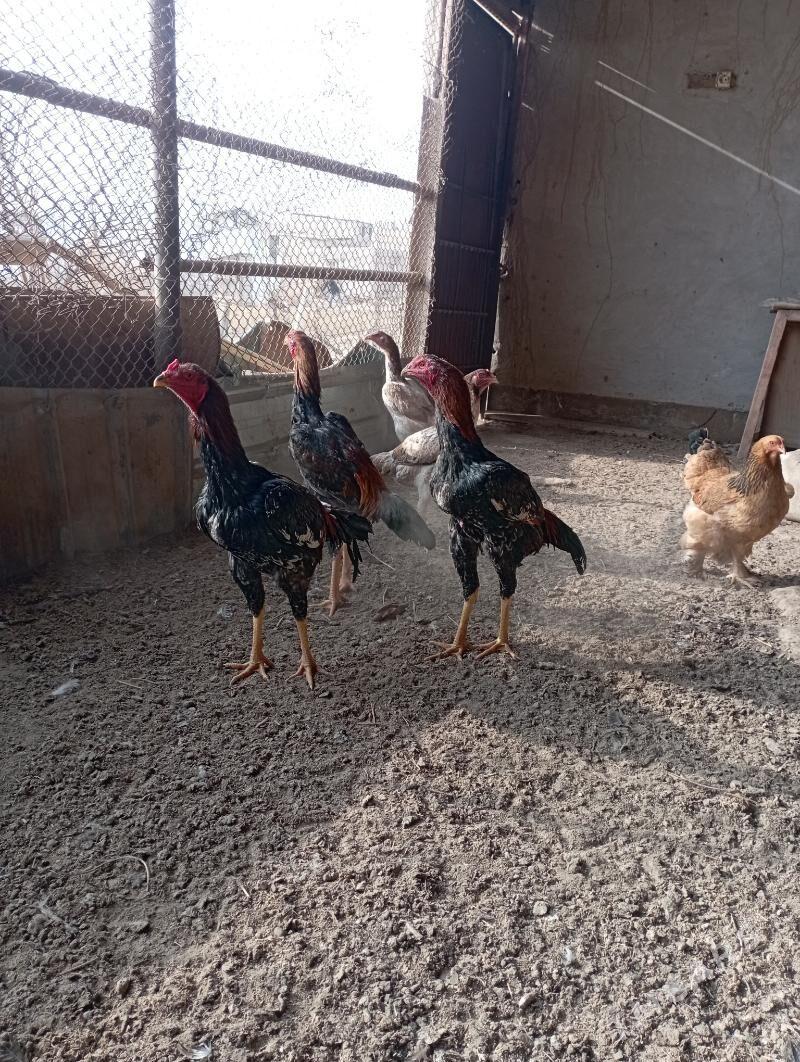 Horaz - Фарап - img 1