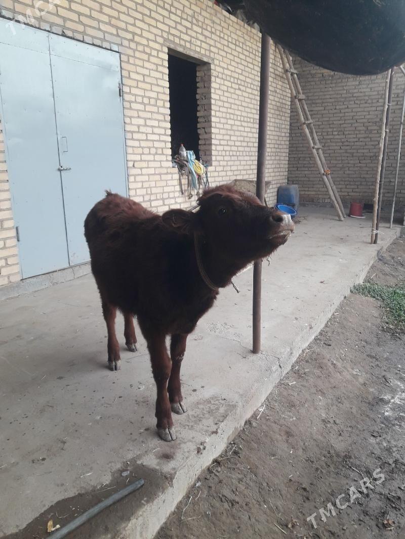 okuzce we unajyn - Çärjew - img 1