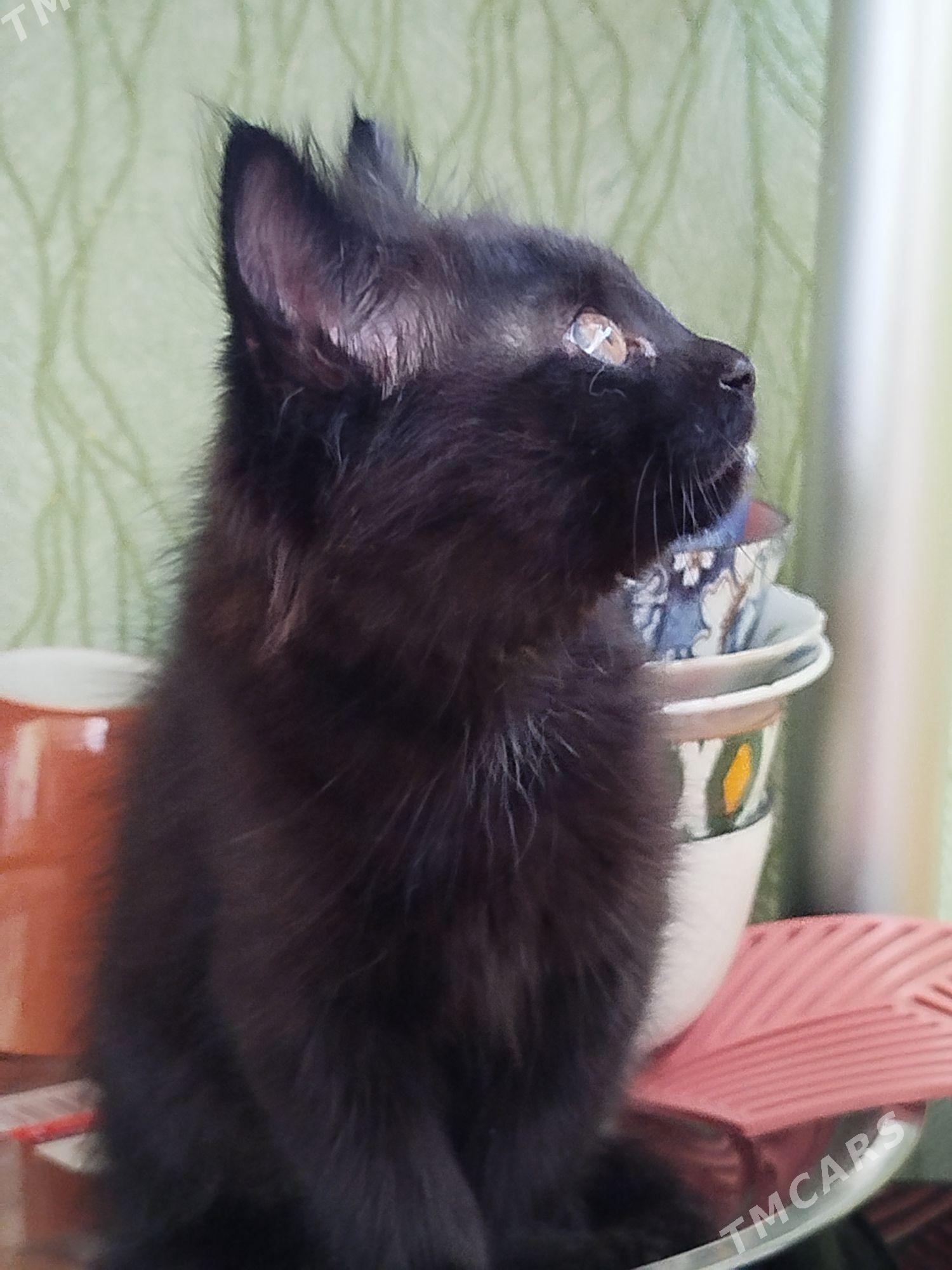 кот в добрые руки - Ашхабад - img 1