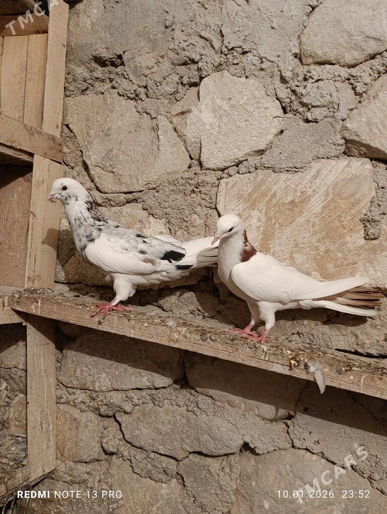 Kepderi голуби кепдери - Balkanabat - img 1