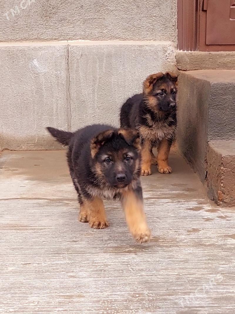 Afçarka güjükleri - Daşoguz - img 1