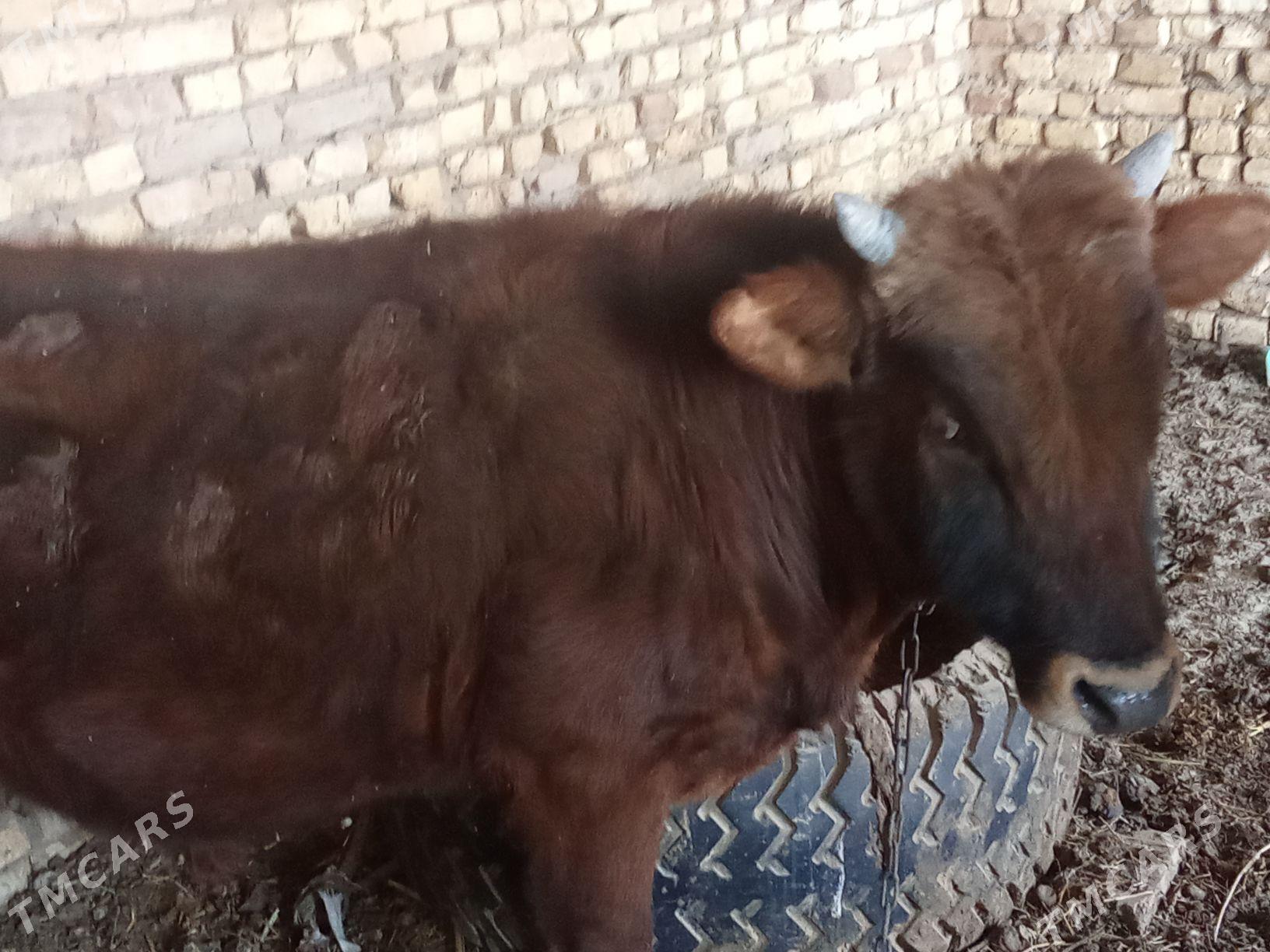 okuz - Байрамали - img 1