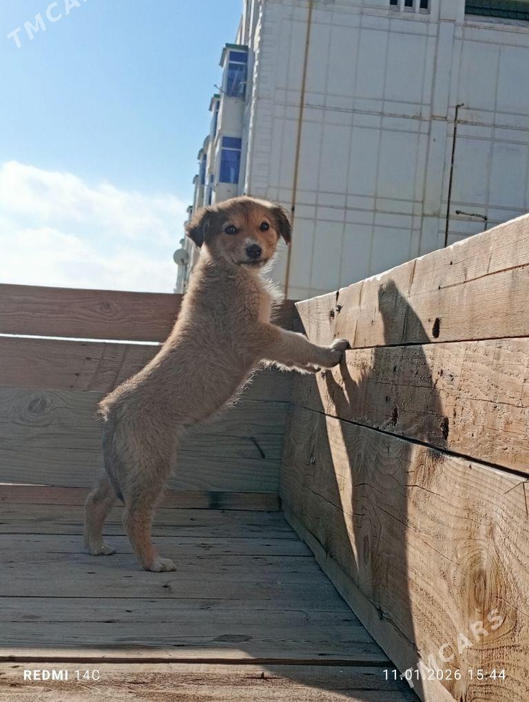 Turkmen alabay. - Balkanabat - img 1