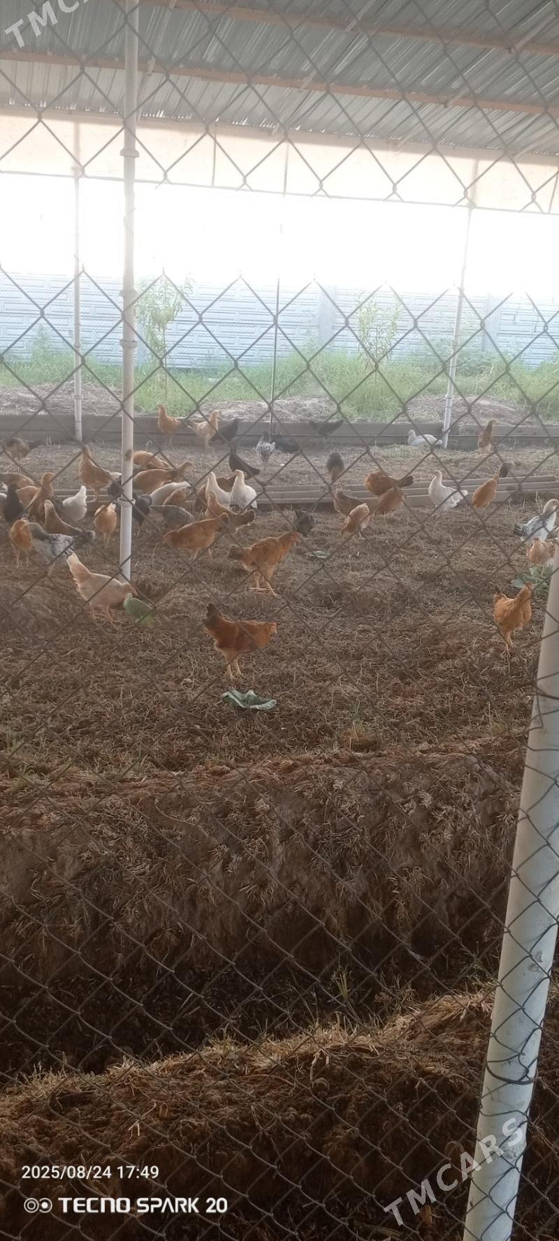 towuk jüýje 6 aýlyk - Мары - img 1