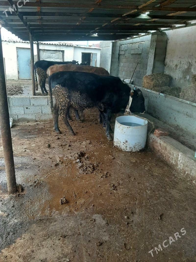 Окиз швес арасса - Бахарден - img 1