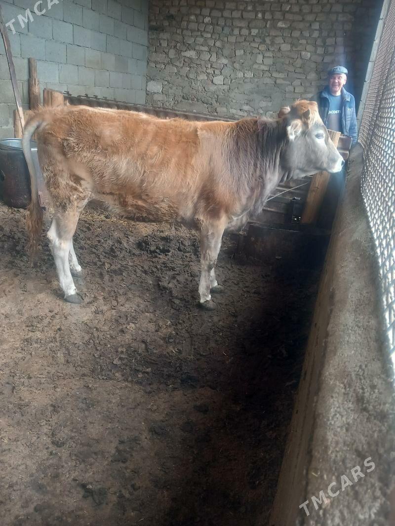 tüwe - Гызыларбат - img 1