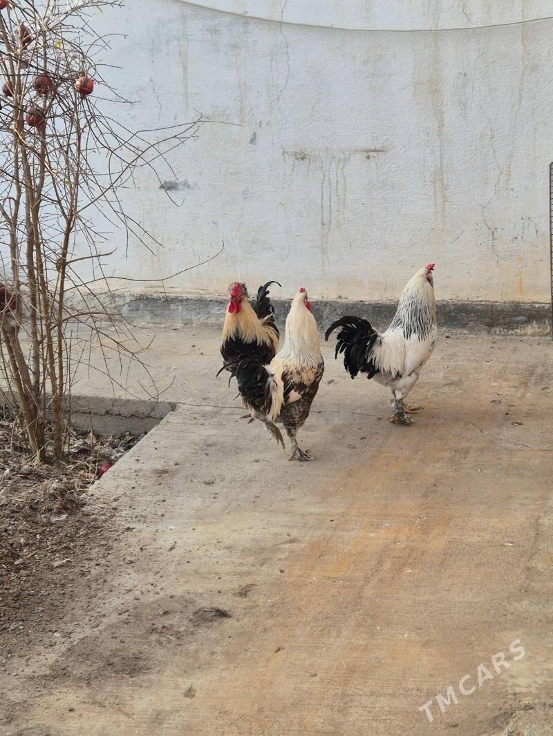 Domasny horazlar - Garadamak Şor - img 1