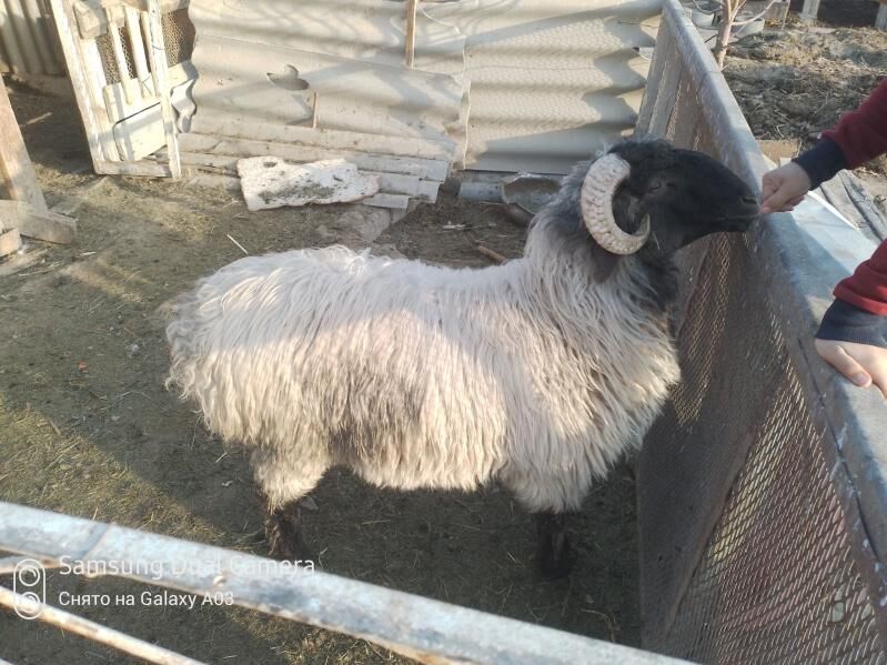 goýun - Гёкдже - img 1