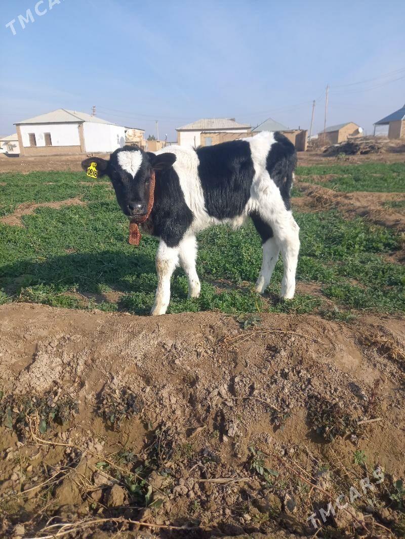 Gole - Мары - img 1