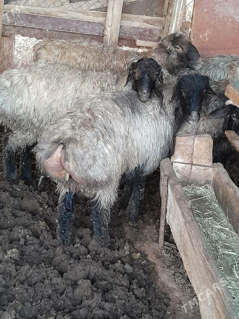 tokly - Теджен - img 1