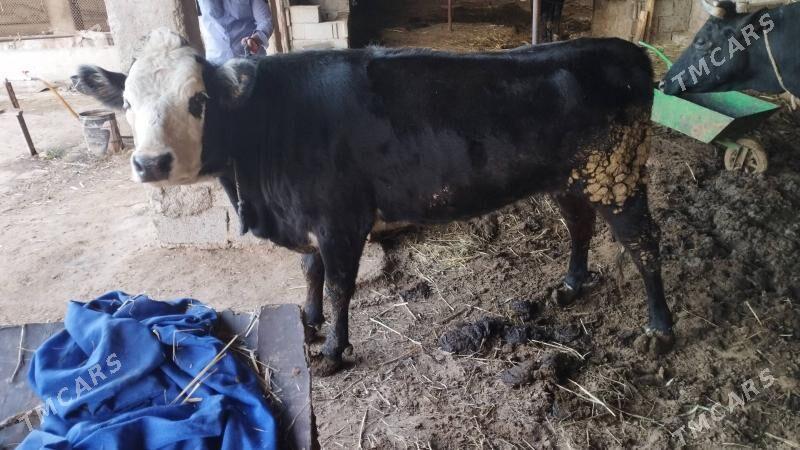 Sygyr - Анев - img 1