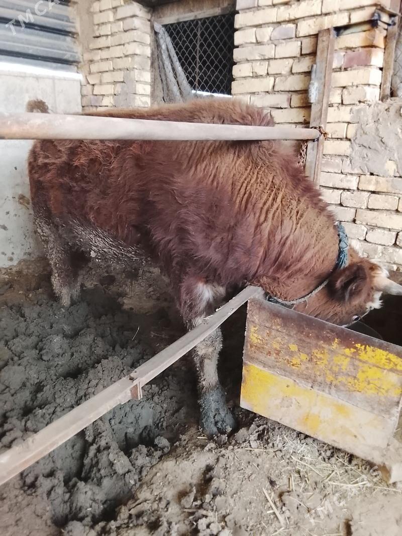 okuz - Мары - img 1