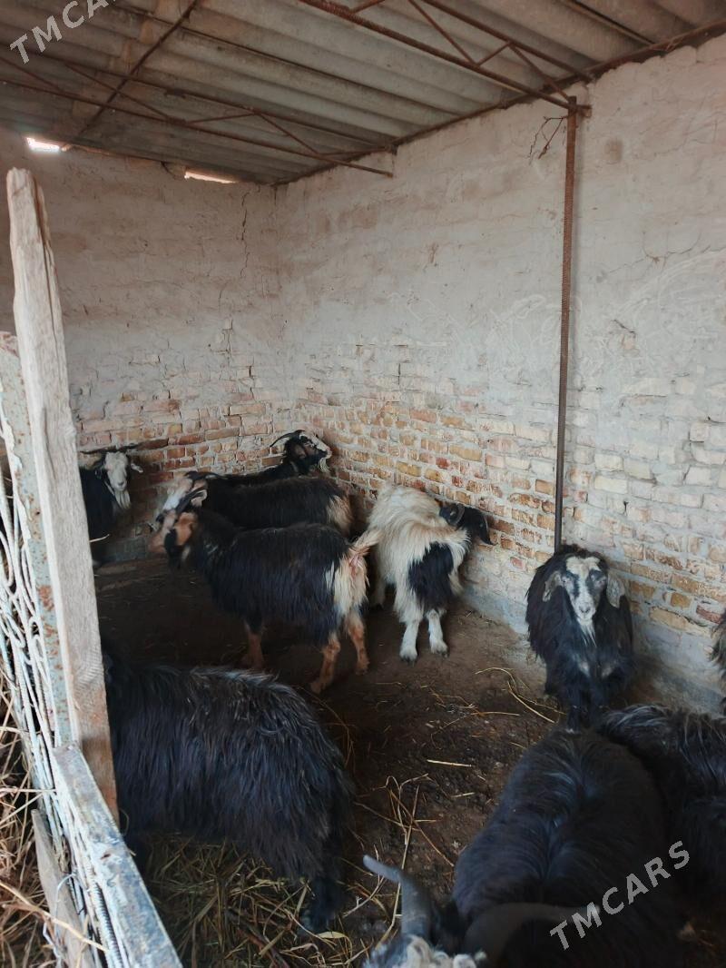 geci - Гёкдепе - img 1