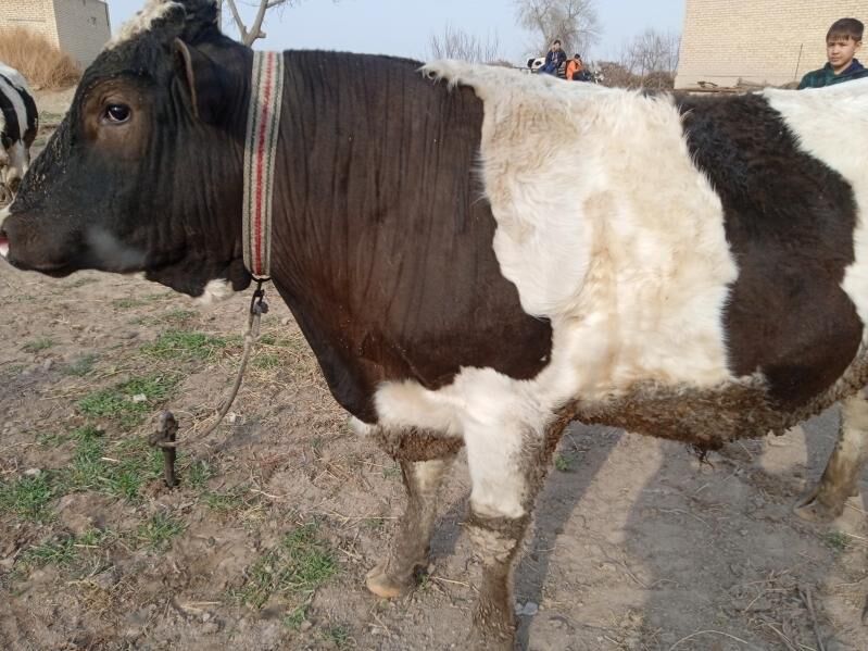 Bakyly ekiz ökuzler we sygyr - Dänew - img 1