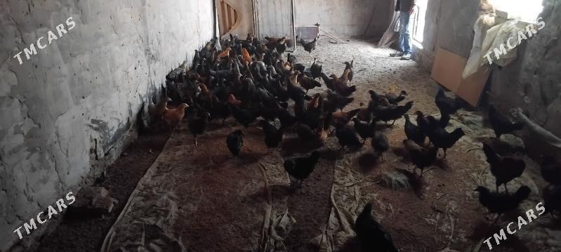 Jüyje - Wekilbazar - img 1