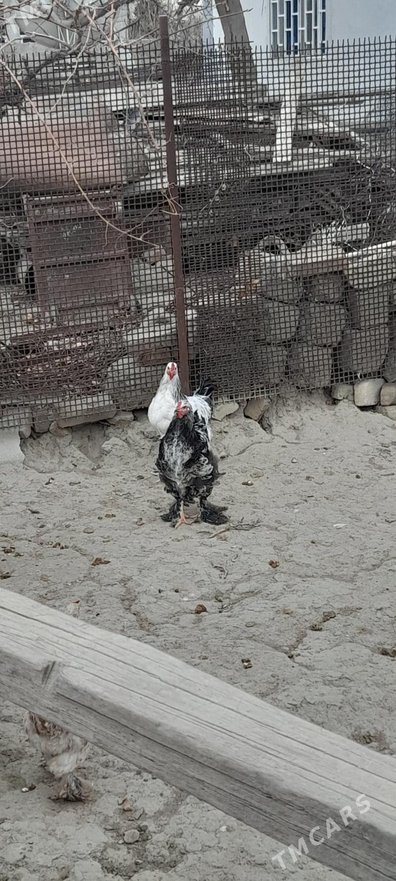 хороз - Гёкдепе - img 1