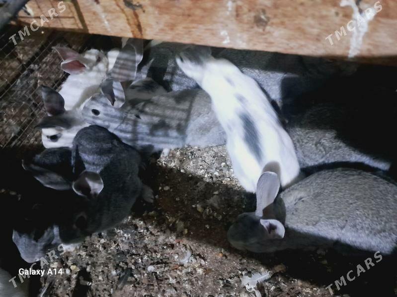 tovsan - Туркменабат - img 1