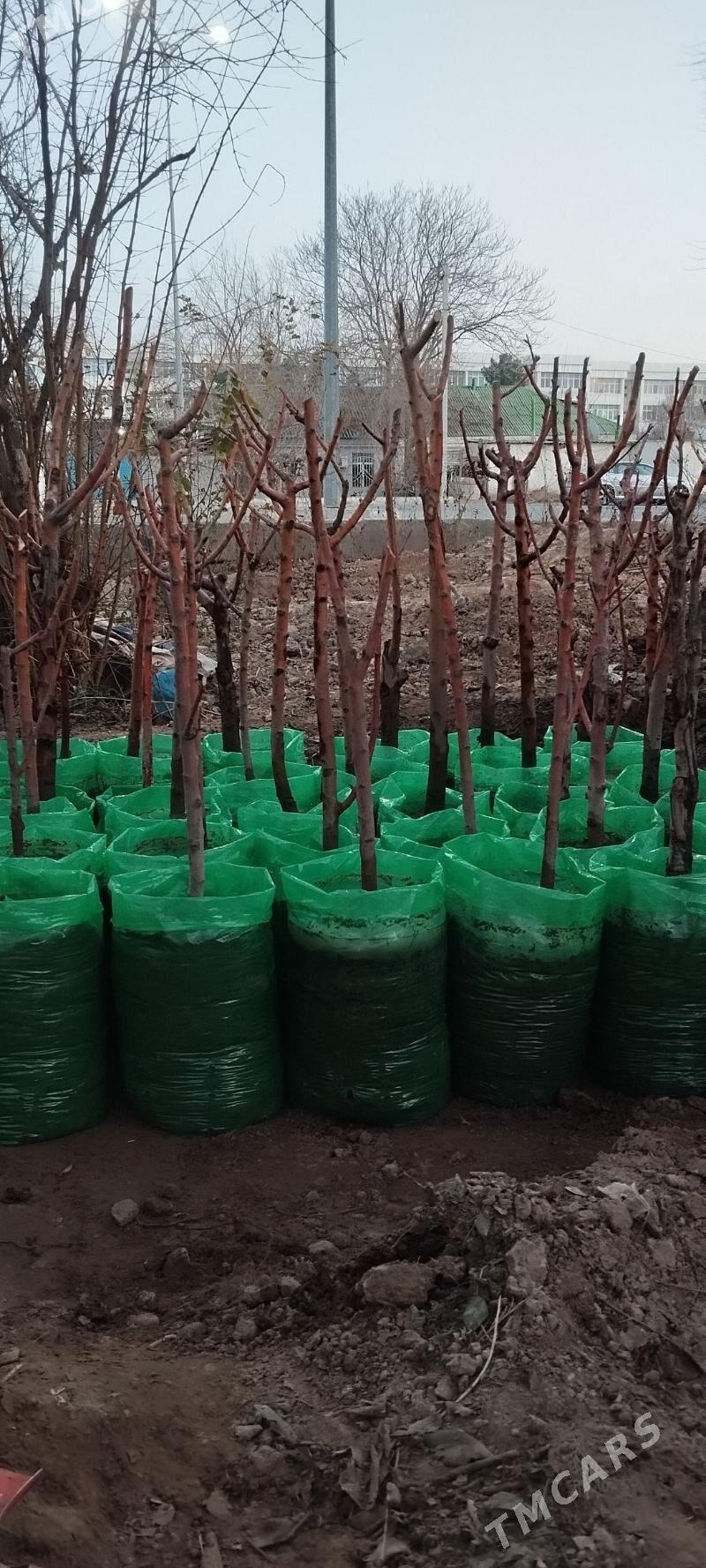 alma - Ашхабад - img 1