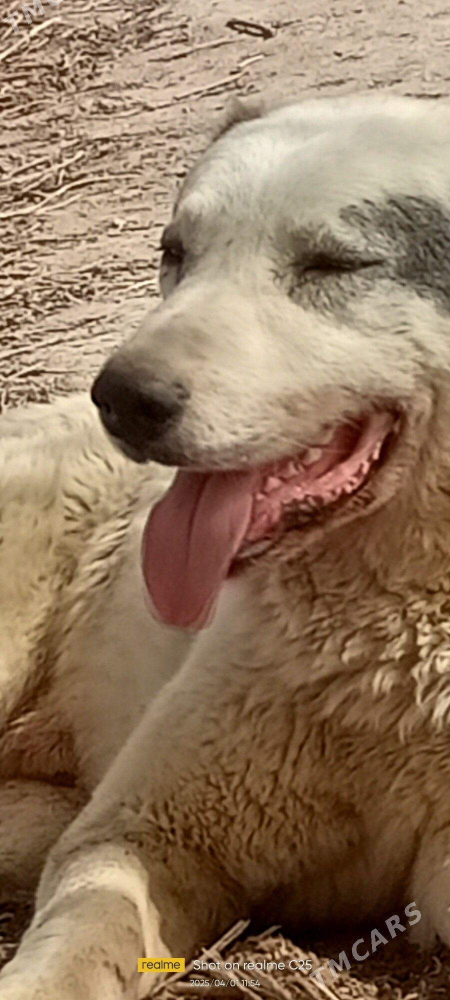 Ak guş türkmen it - Губадаг - img 1