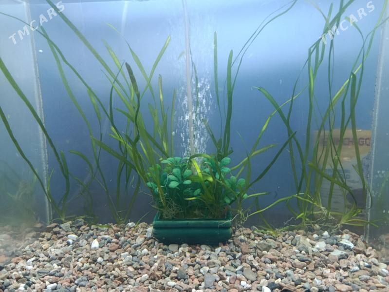 satlyk akwarm - Анев - img 1