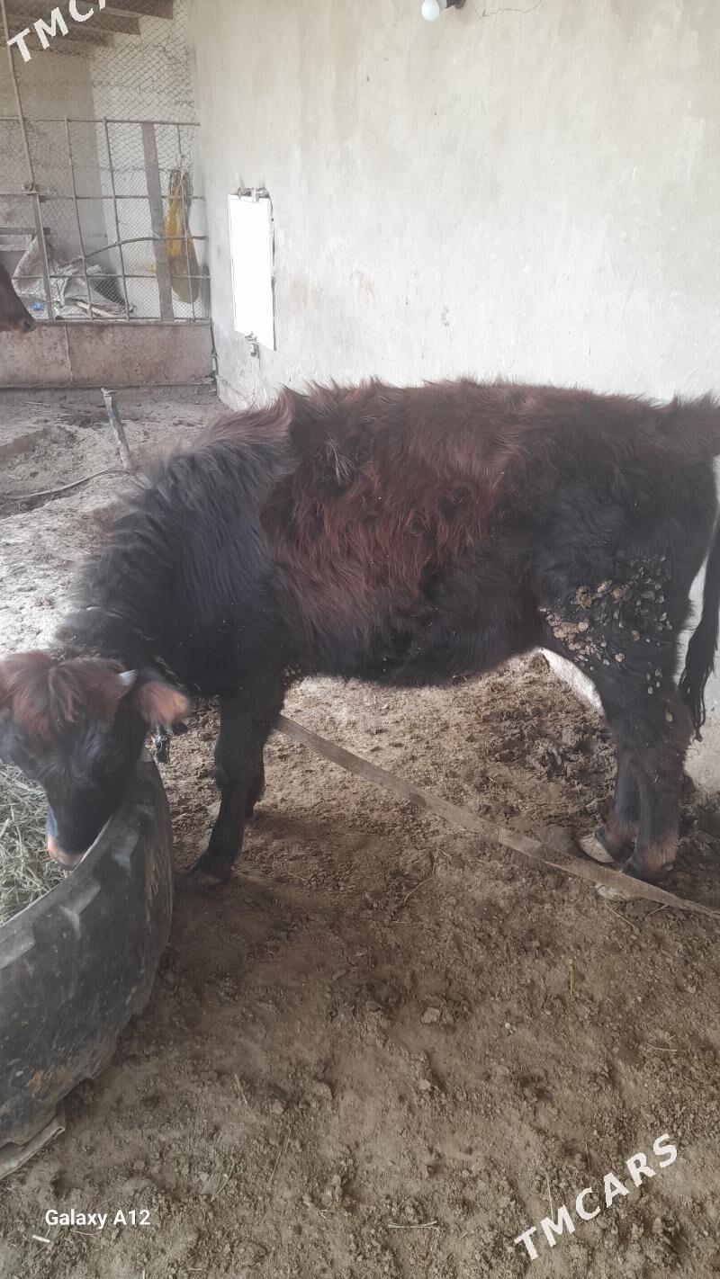 GULAJYN GOLE - Сакарчага - img 1