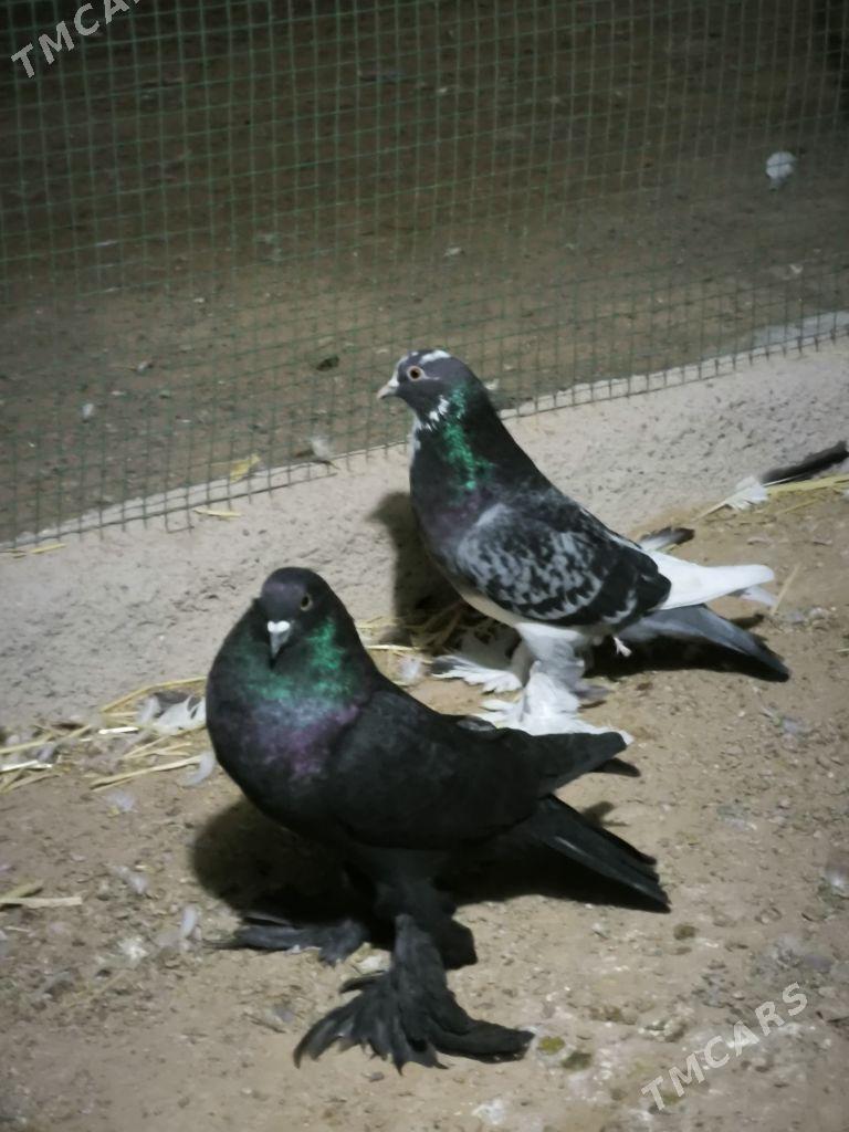 kepderi - Türkmenbaşy - img 1