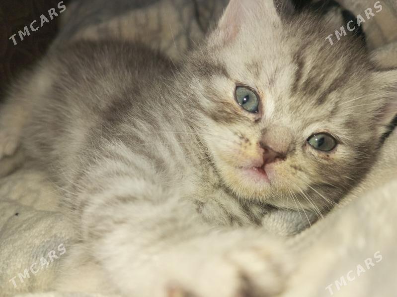 britaniskiy pisik - Дашогуз - img 1