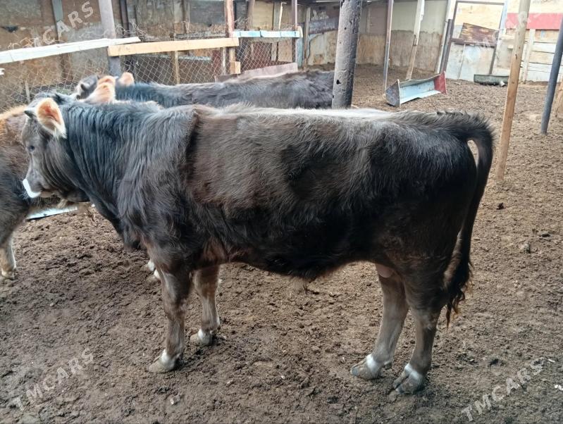 Ökûz - Балканабат - img 1