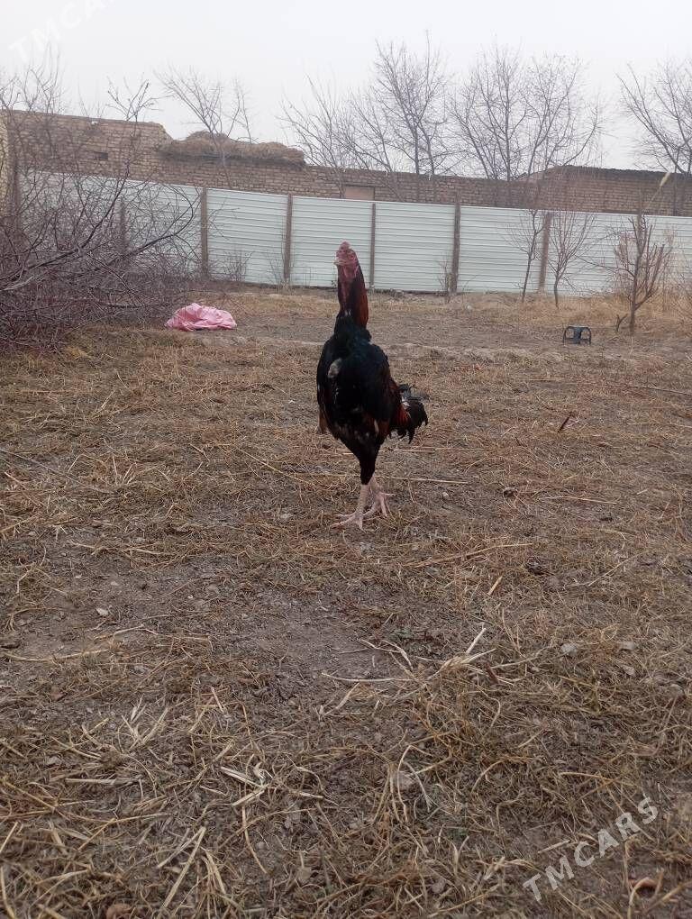 horaz - Чарджоу - img 1