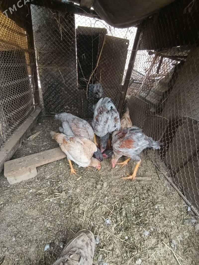 bayes juje - Sakar - img 1