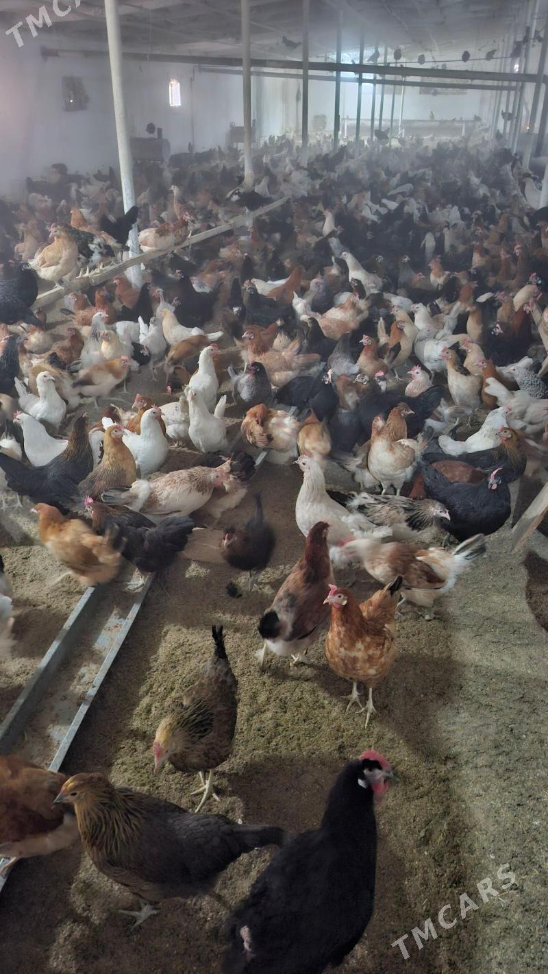 oy towuk - Чарджоу - img 1