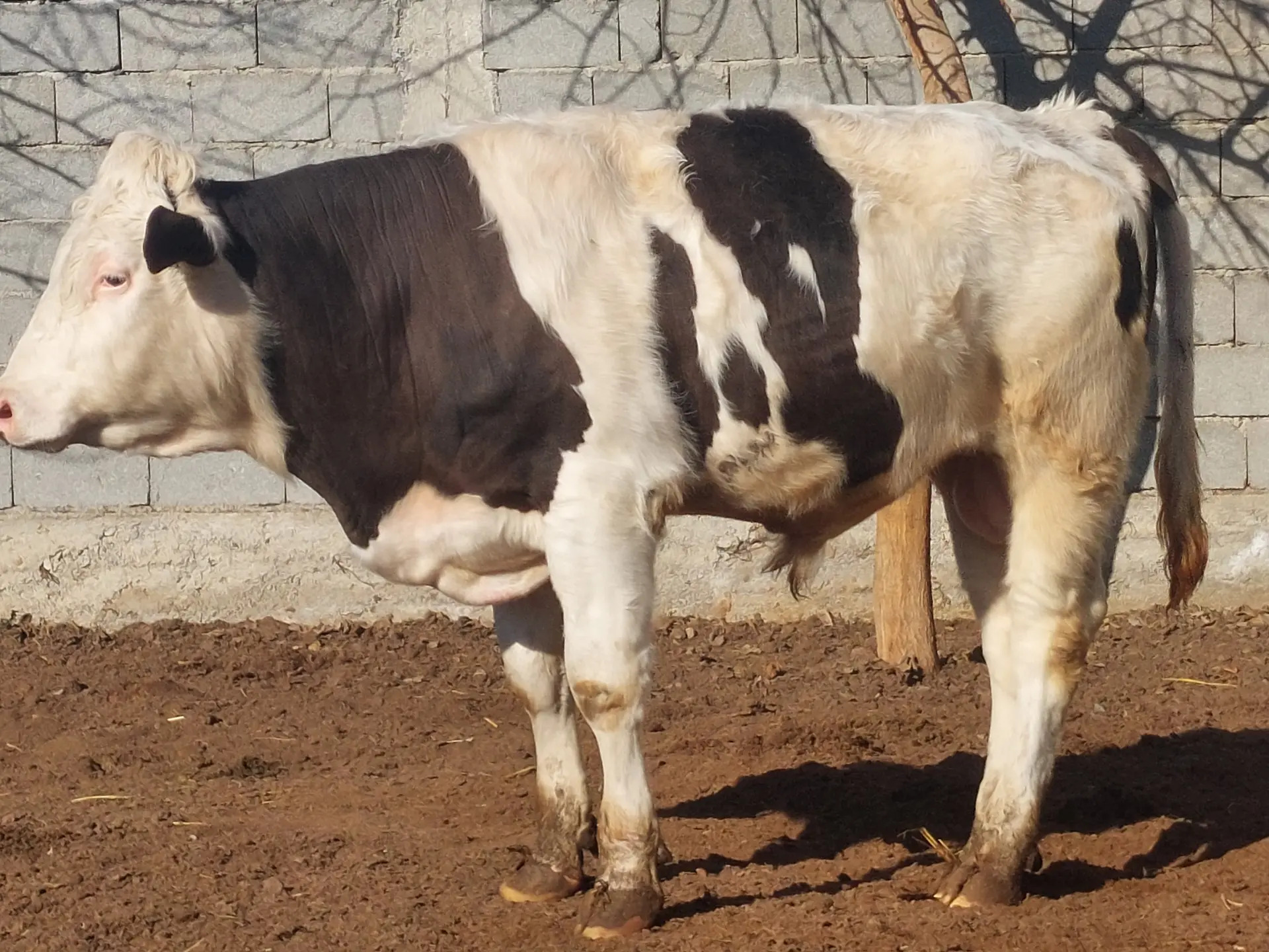 Simental öküz - Ашхабад - img 1