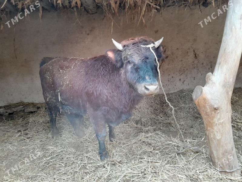 öküz - етр. Туркменбаши - img 1