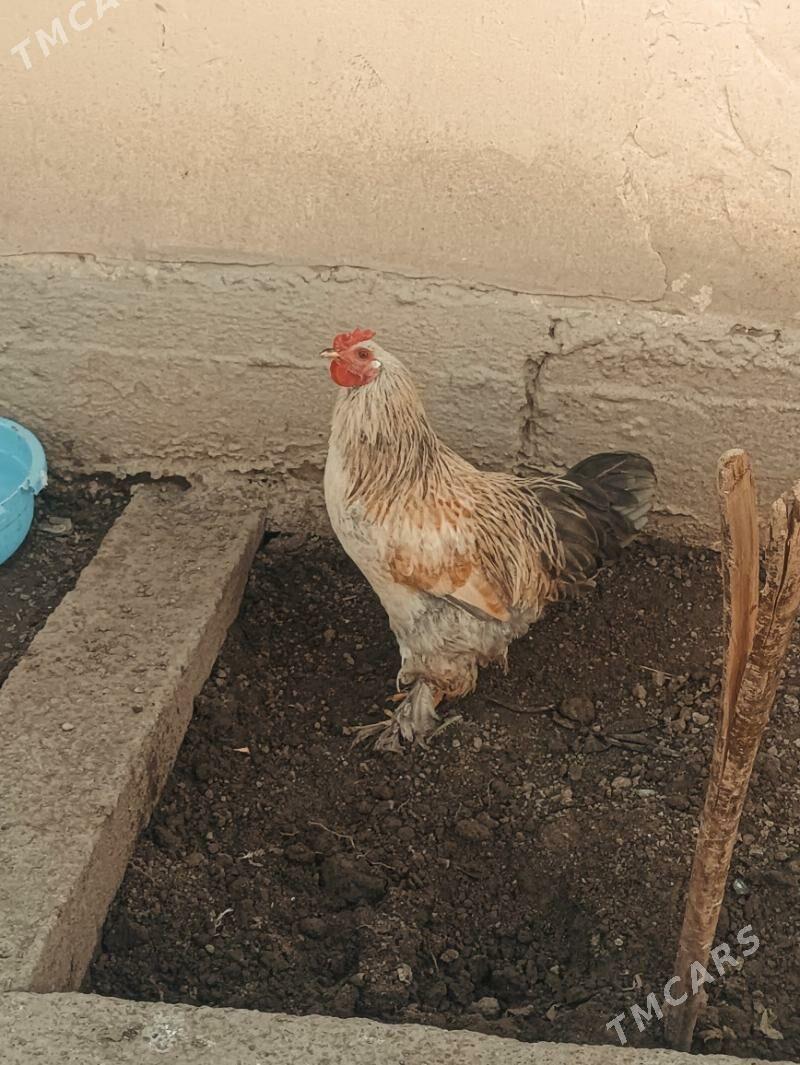 Brama horaz - Хитровка - img 1