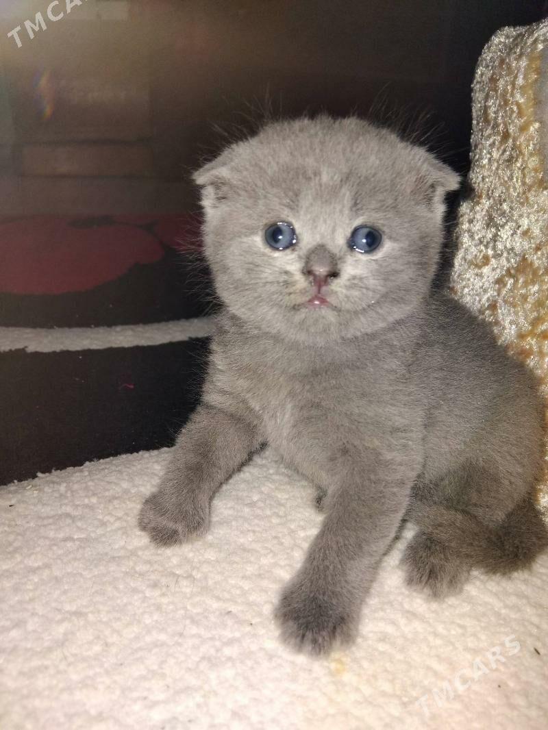 Шотландские вислоухие - Ашхабад - img 1